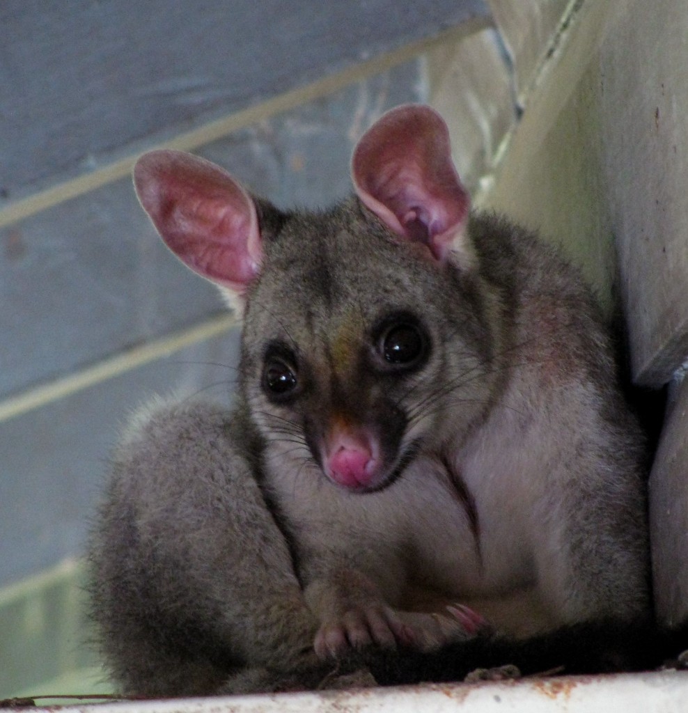 Brushtail Possum And The 2009 Australian Word Of The Year The