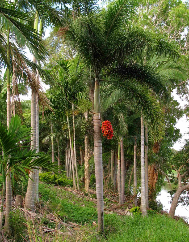 Palms along Ross River, Townsville, Queensland (© Magi Nams)