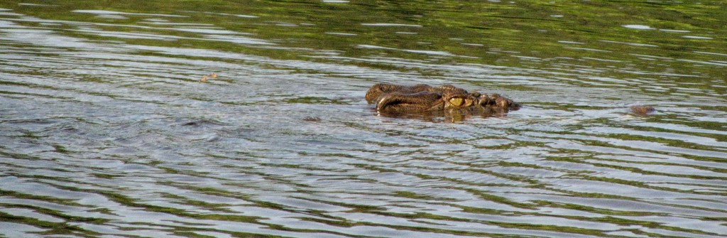 Saltwater Crocodile in Daintree River (© Vilis Nams)