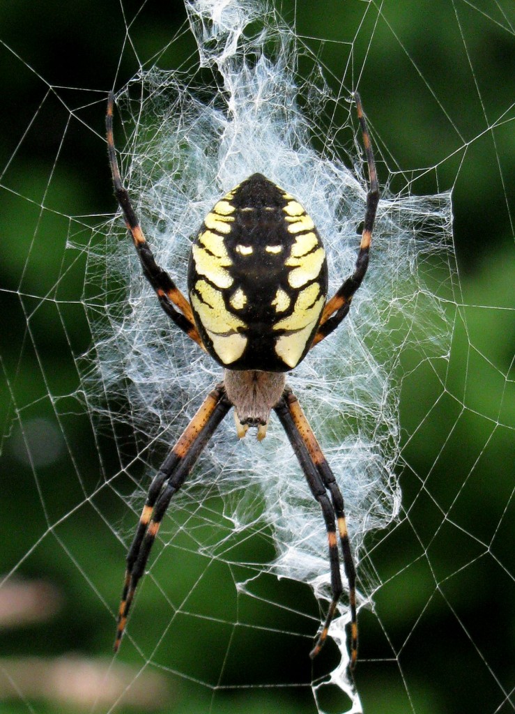 Yellow Garden Spider The Seeker Magi Nams