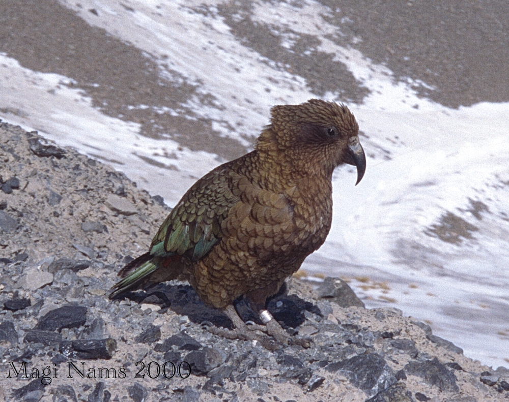 Love Your Planet: Join in the Great Backyard Bird Count: Kea (Nestor notabilis), Canterbury, New Zealand (© Magi Nams) 