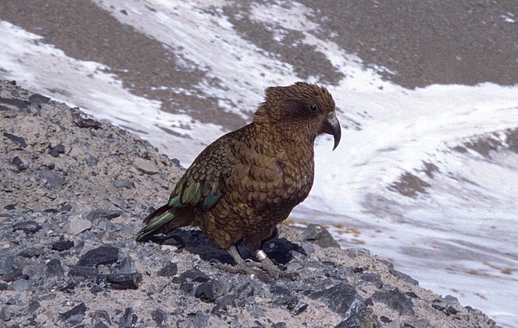 Once a Land of Birds: Kea (Nestor notabilis) on Mount Hutt, South Island, New Zealand (© Magi Nams)