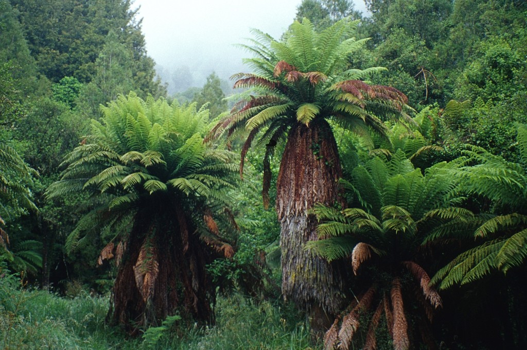 This Dark Sheltering Forest: Tree Ferns in Tongariro Forest Conservation Area, North Island, New Zealand (© Vilis Nams)