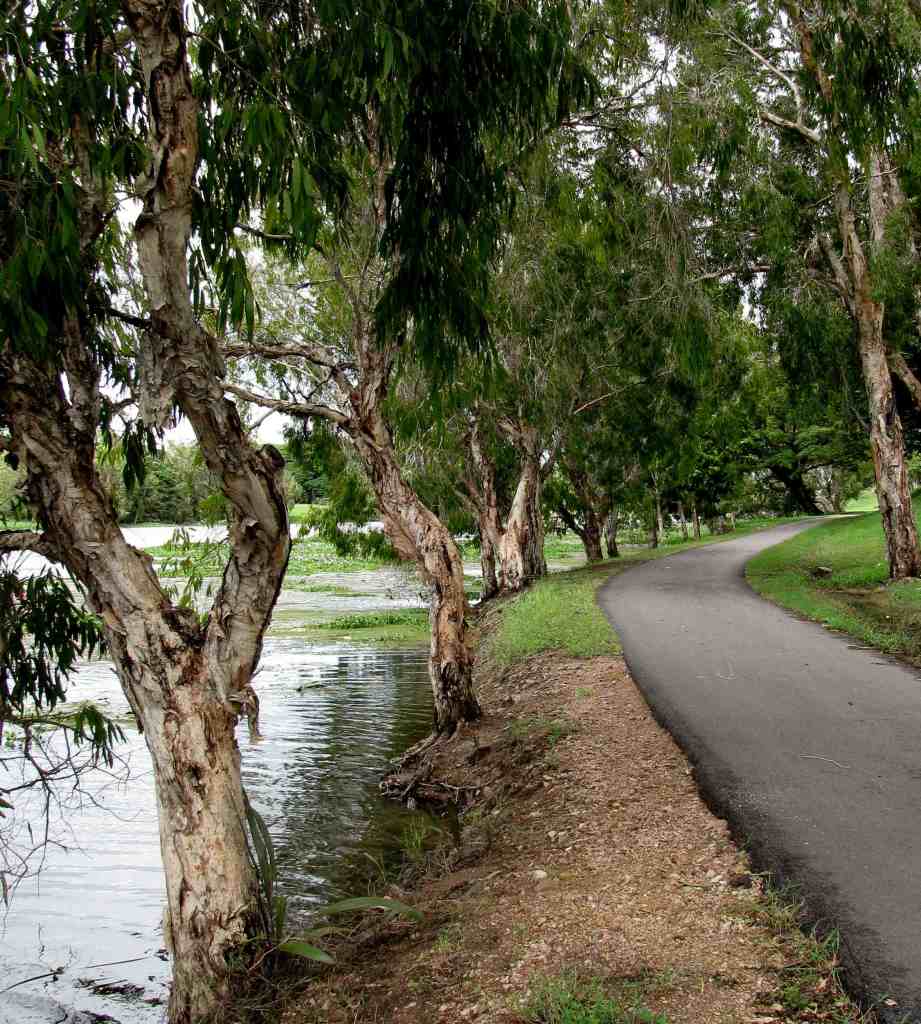 Paperbarks in Ross River Parkway, Townsville (© Magi Nams)