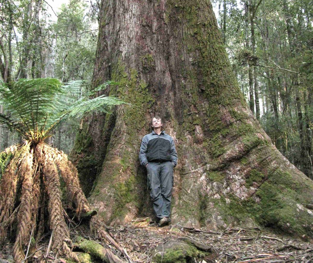 Swamp Gum, Tasmania