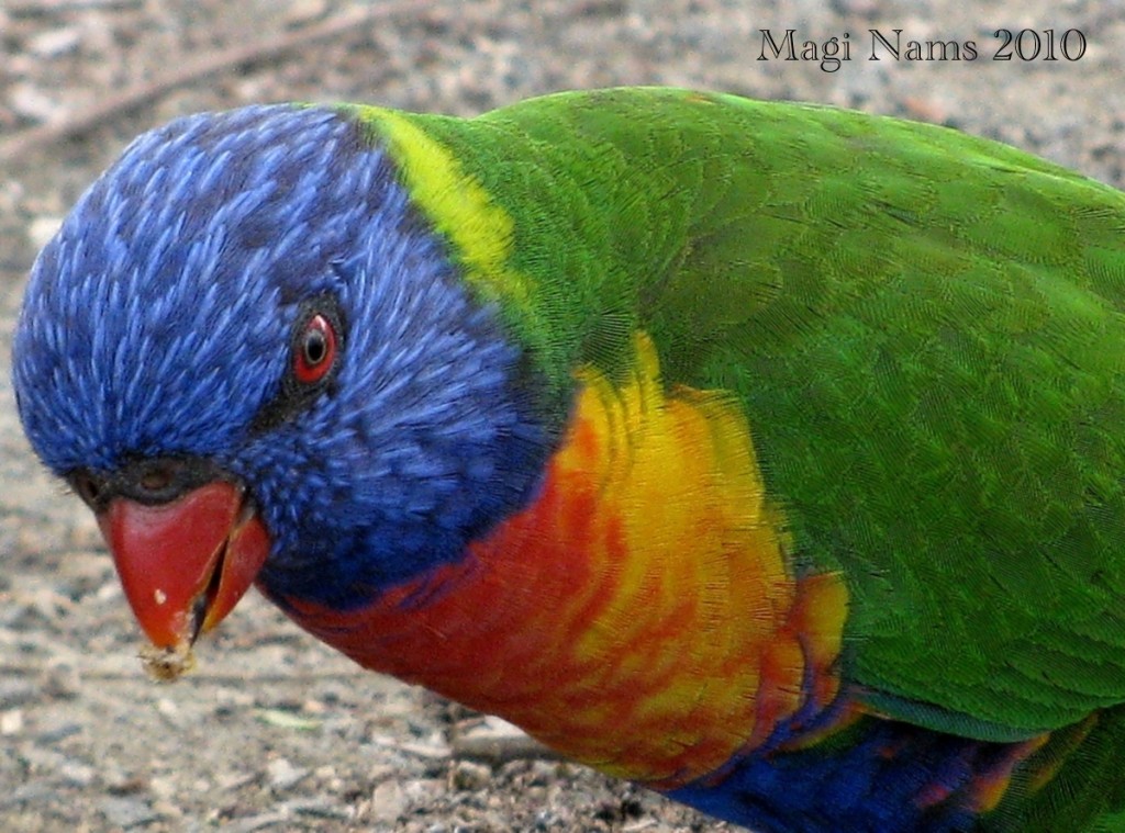 7 Ways to Enrich Your LIfe Through Birding: Rainbow Lorikeet (© Magi Nams)