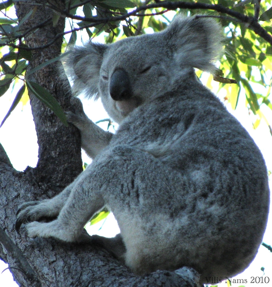 Australian Mammals: Koala ( Phascolarctos cinereus) , Magnetic Island National Park, Queensland (©Vilis Nams)