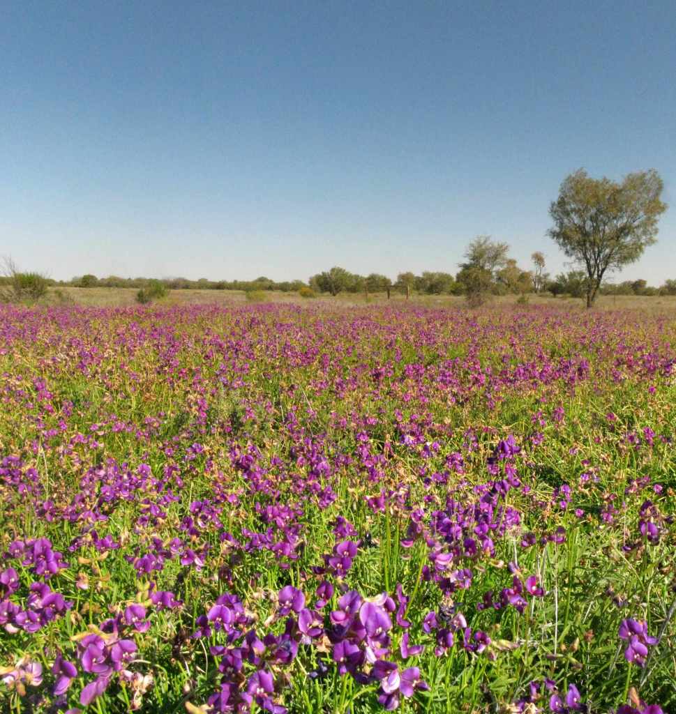 Wildflowers near Alice Springs