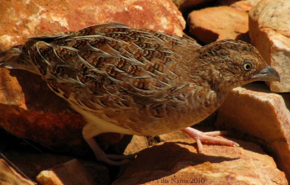 Love Your Planet: Help Fight the Feral Cat Crisis: Little Button-quail, Northern Territory, Austraia