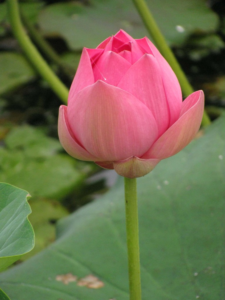 Lotus Lily Flower Bud