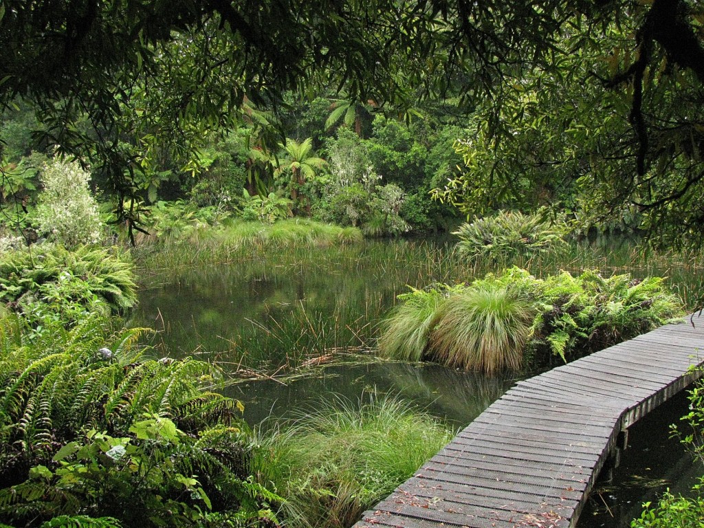 This Dark Sheltering Forest: Ōhinetonga Lagoon, Ōhinetonga Scenic Reserve, North Island, New Zealand (© Magi Nams)