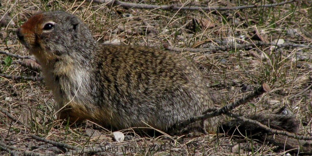 Canadian Mammals: Columbian Ground Squirrel (Urocitellus columbianus), Banff National Park, Alberta (©Magi Nams)