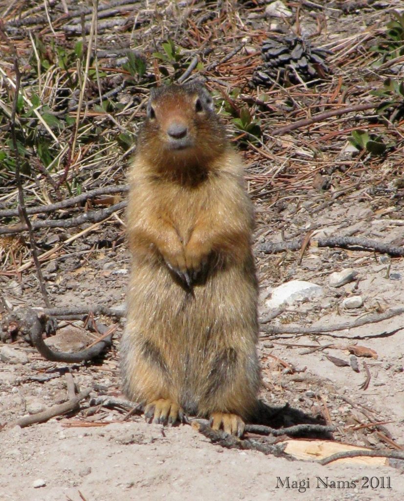 Canadian Mammals: Columbian Ground Squirrel (Urocitellus columbianus) Standing at Attention, Banff National Park, Alberta (©Magi Nams)
