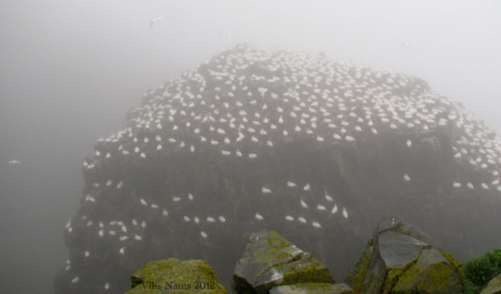 Hiking in Canada: Cape St.Mary's Ecological Reserve, Newfoundland and Labrador; Bird Rock in the Fog (©Vilis Nams)