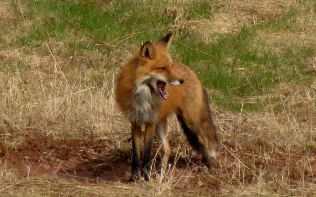 REd Fox (© Magi Nams)