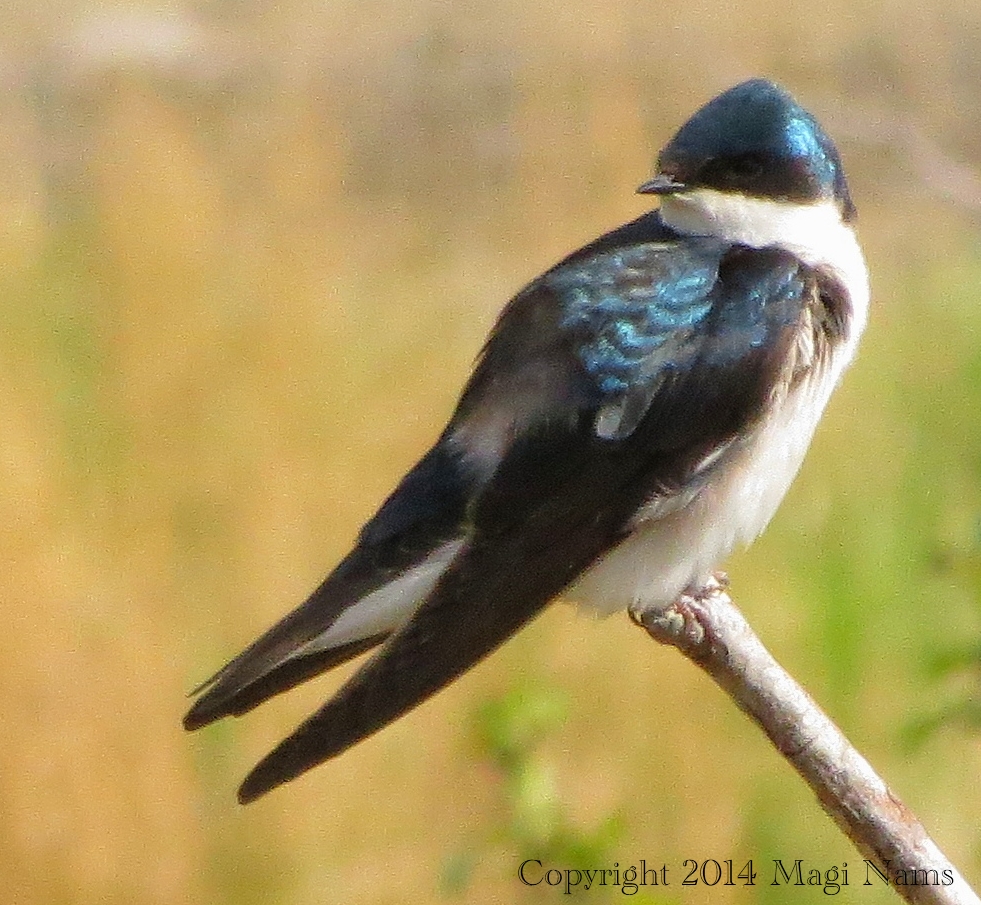 Tree Swallow at Potter Marsh