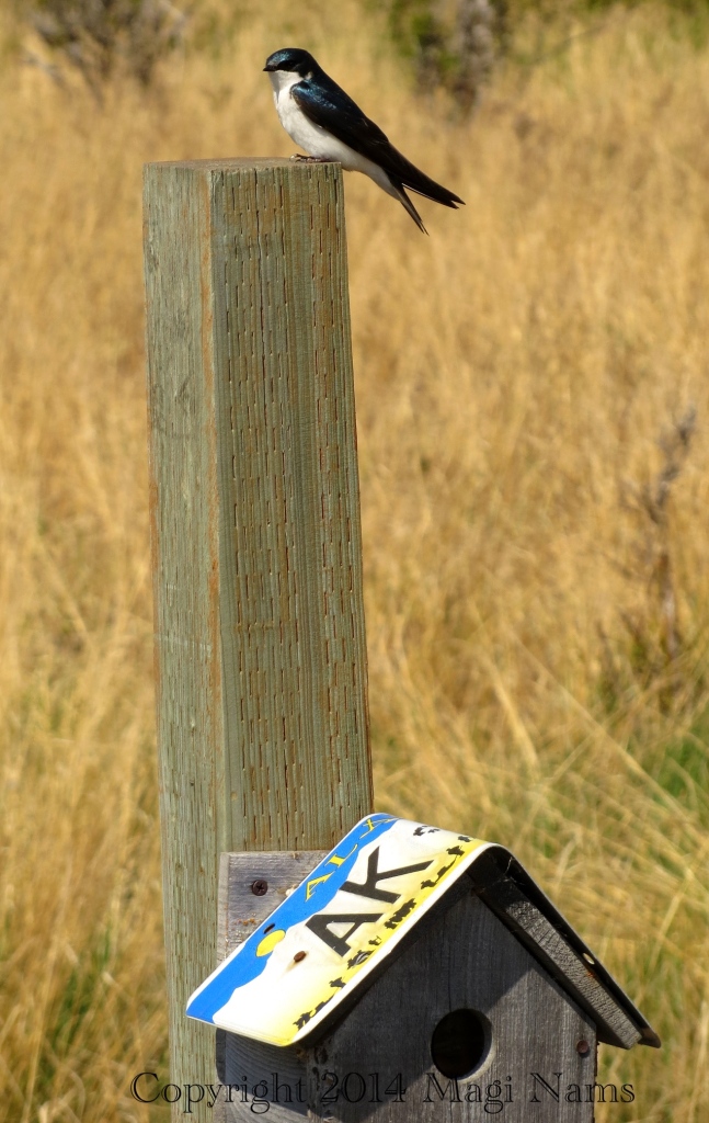 Tree Swallow at Potter Marsh