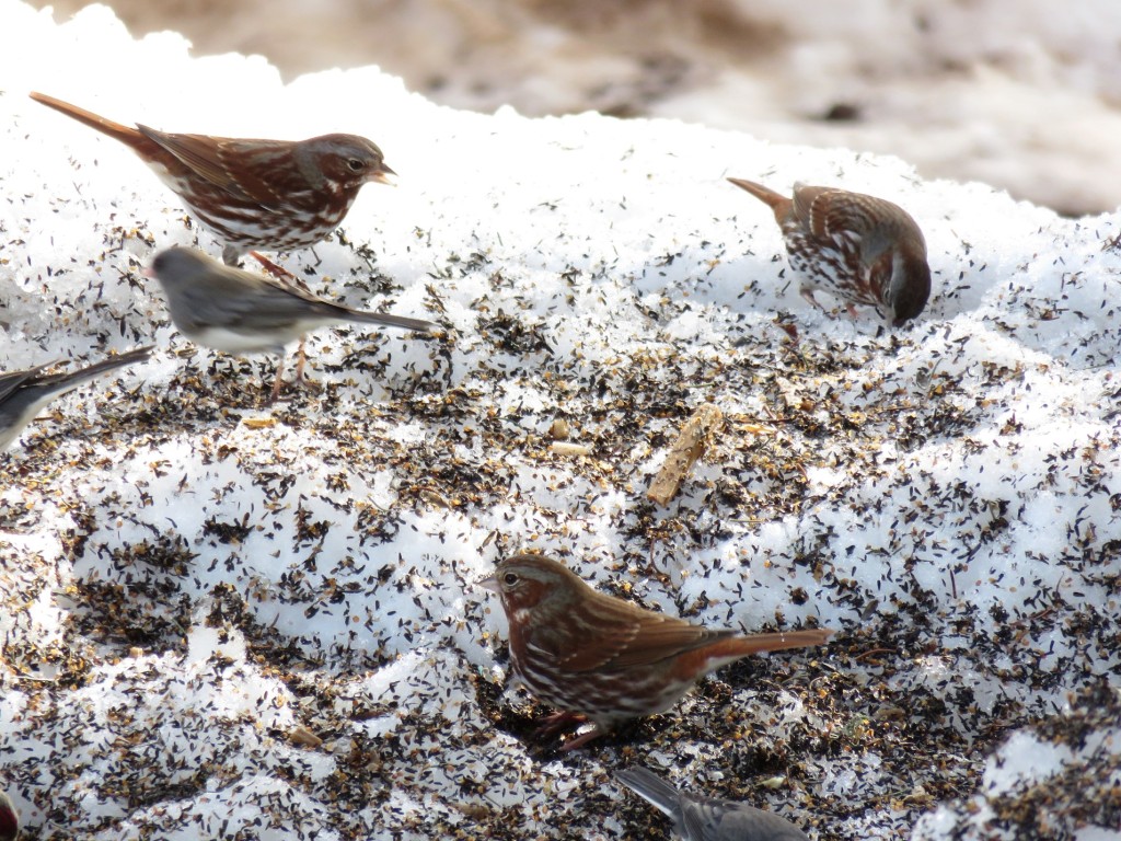 Fox Sparrows Migrating: Fox Sparrows Feeding in my Yard (© Magi Nams)