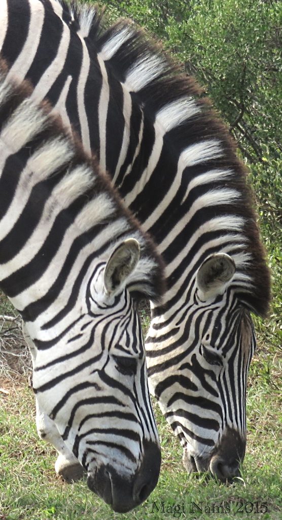 Six Months in South Africa: Exploring Addo Elephant National Park: Plains Zebras (Equus quagga) ( © Magi Nams)
