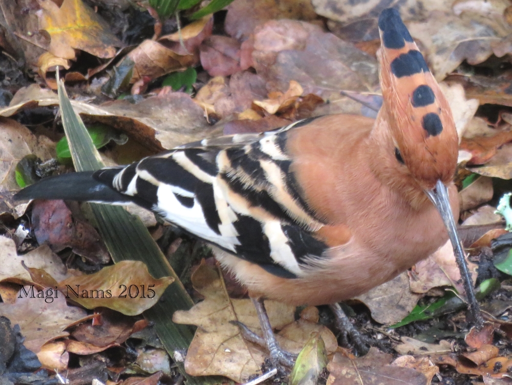 Six Months in South Africa: Winter Morning in Grahamstown: African Hoopoe (Upupa africana) (© Magi Nams)