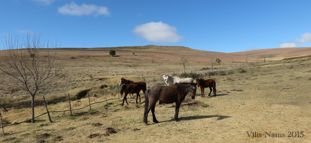 Six Months in South Africa: Birding in Baviaans River Valley: Horses on Eastern Cape Grassveld (© Vilis Nams)