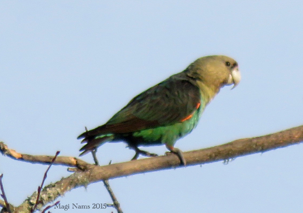 Six Months in South Africa: Hiking at Hogsback: Cape Parrot (Poicephalus robustus) (© Magi Nams)