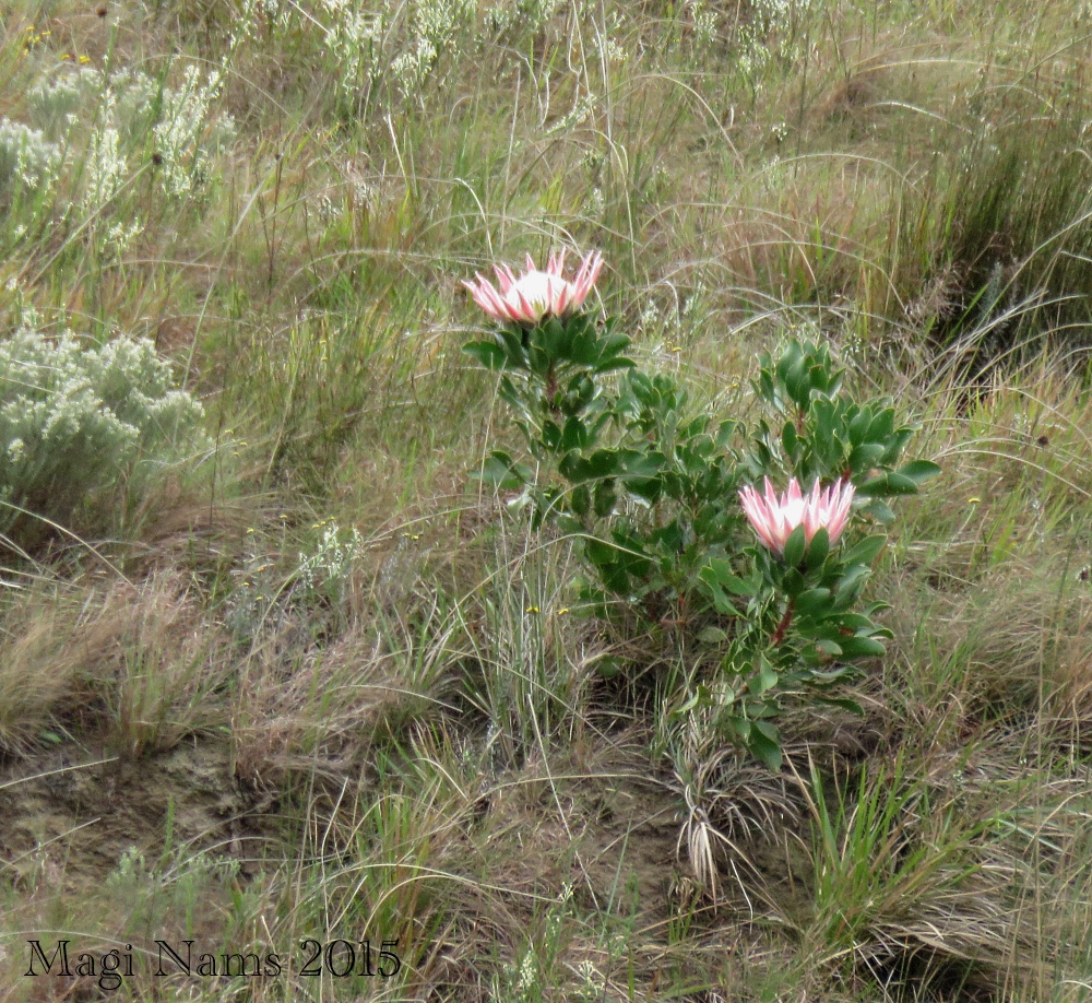 Six Months in South Africa: Hiking Featherstone Kloof: Fynbos and Blooming Protea (© Magi Nams)