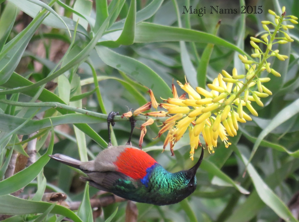 South African Birds: Male Greater Double-collared Sunbird (Cinnyris afer) (©Magi Nams)