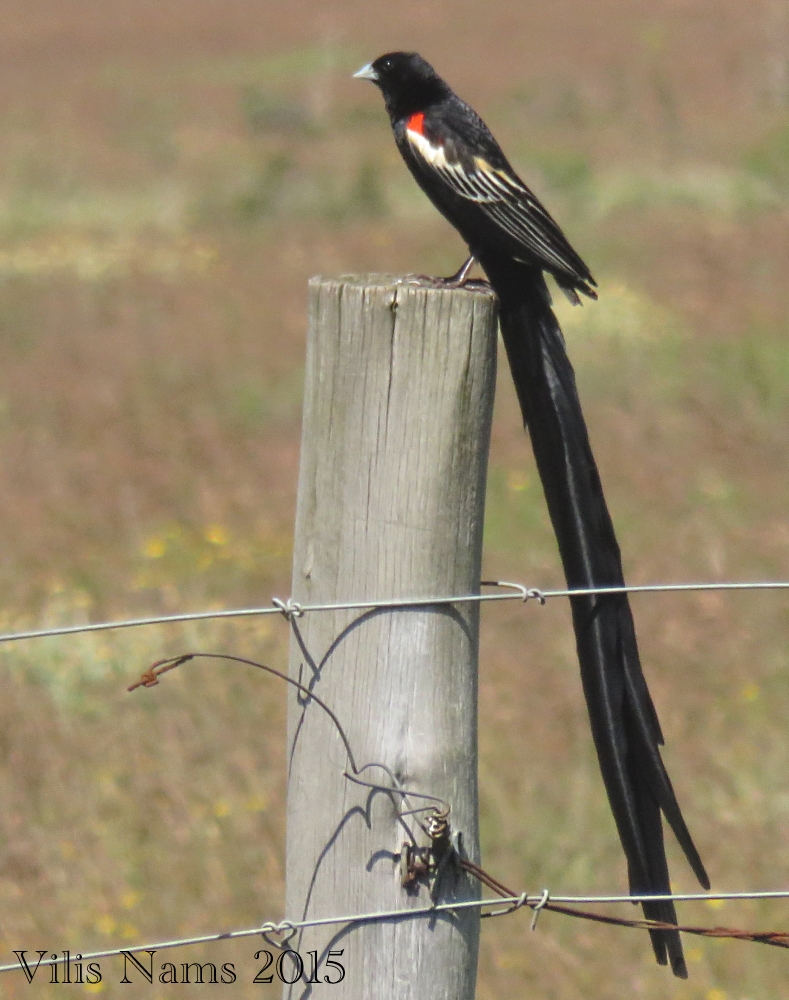 7 Ways to Enrich Your LIfe Through Birding: Male Long-tailed Widowbird in Breeding Plumage (© Vilis Nams)