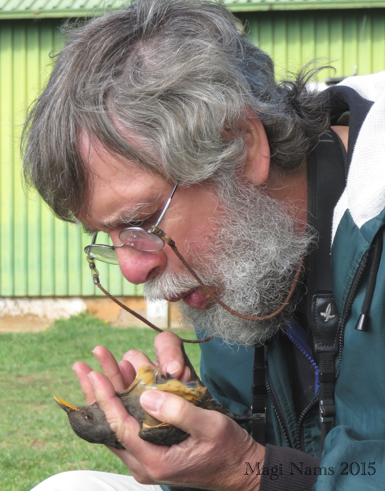 Six Months in South Africa: Spring Birding at Fort Fordyce Nature Reserve: Adrian Craig checking for a brood patch on an olive thrush (Turdus olivaceus) (© Magi Nams) 
