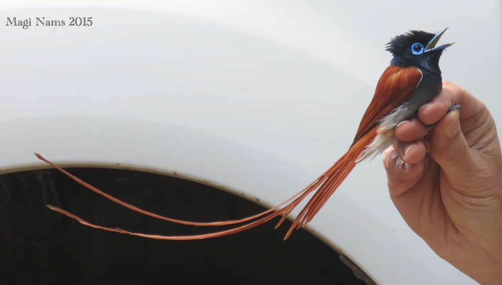 South African Birds: Male African Paradise-flycatcher (Terpsiphone viridis) (© Magi Nams)