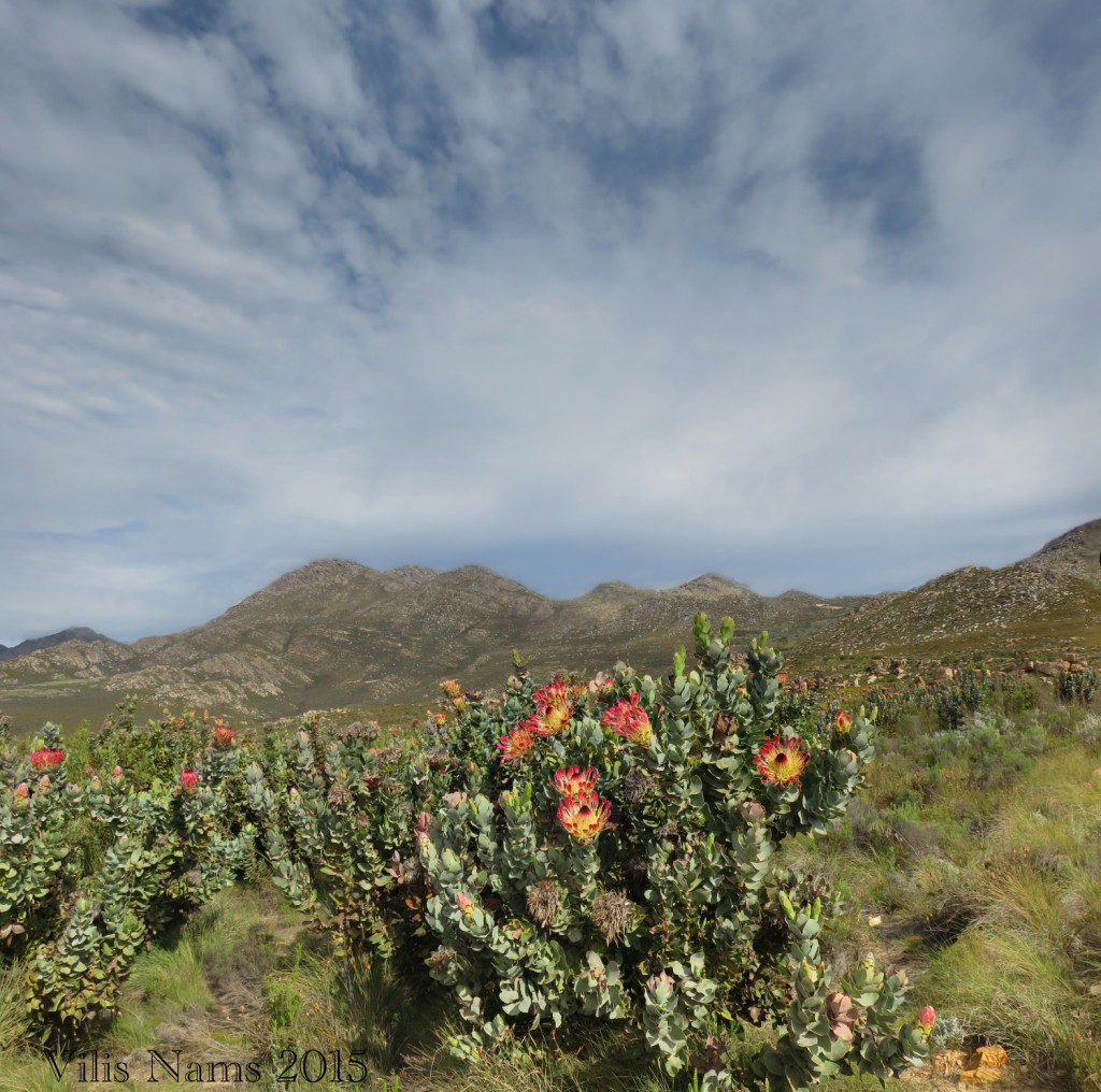 Six Months in South Africa: Swartberg Pass: Waboom Protea Veld (© Vilis Nams)