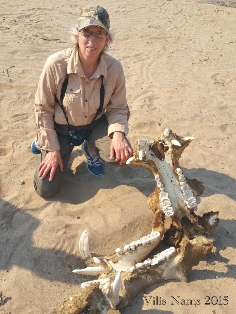 Six Months in South Africa: Kruger National Park: Here I am with a hippo skull opened wide to show off its teeth (© Vilis Nams)