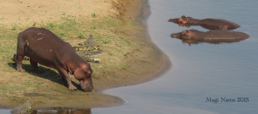 Six Months in South Africa: Kruger National Park: Hippopotamuses (Hippopotamus amphibius) and Nile Crocodiles (Crocodylus niloticus) at Olifants River (©Magi Nams)