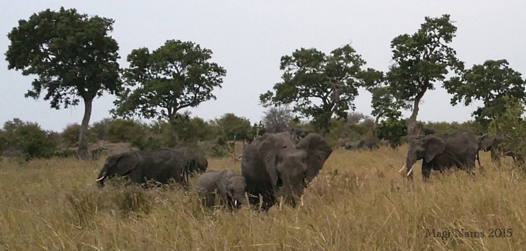 Six Months in South Africa: Kruger National Park: Elephants (Loxodonta africana) Feeding at Dusk (© Magi Nams)