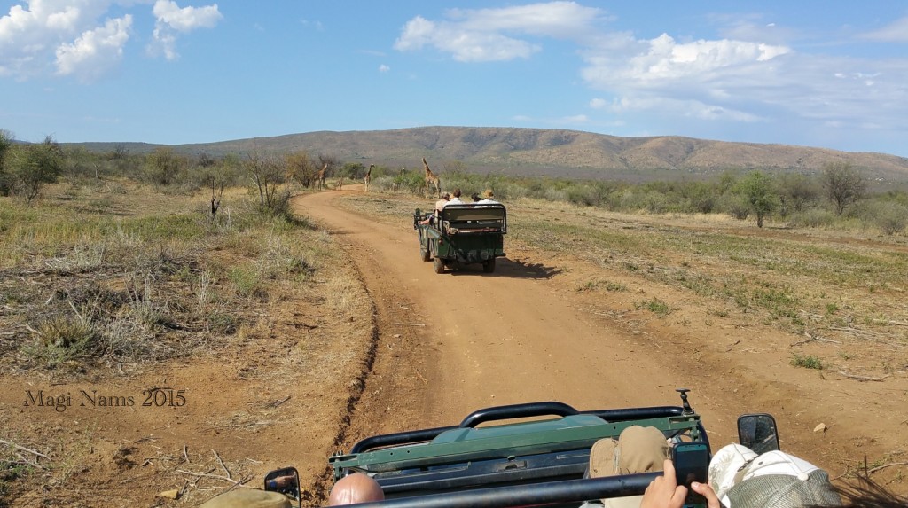 Six Months in South Africa: Tracking Wildlife in Limpopo: On Mabalingwe Nature Reserve (© Magi Nams)