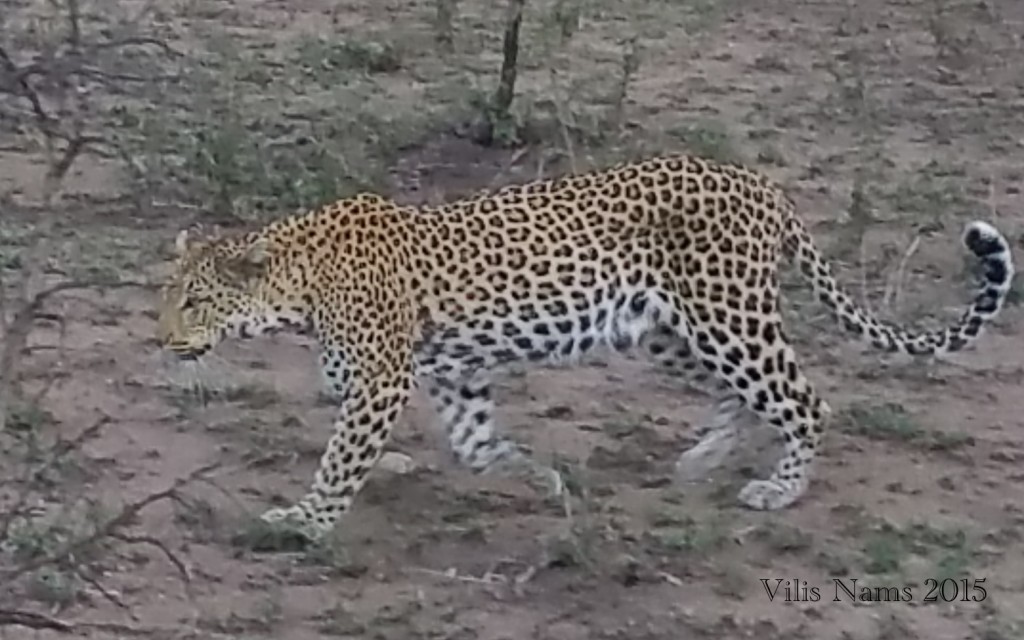 Six Months in South Africa: Kruger National Park: Leopard (Panthera pardus) (© Vilis Nams)