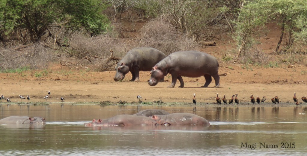 Six Months in South Africa: Kruger National Park: Hippopotamuses (Hippopotamus amphibius), Blacksmith Lapwings (Vanellus armatus) (left) and White-faced Whistling Ducks (Dendrocygna viduata) (right) at Lower Sabie Dam (© Magi Nams)