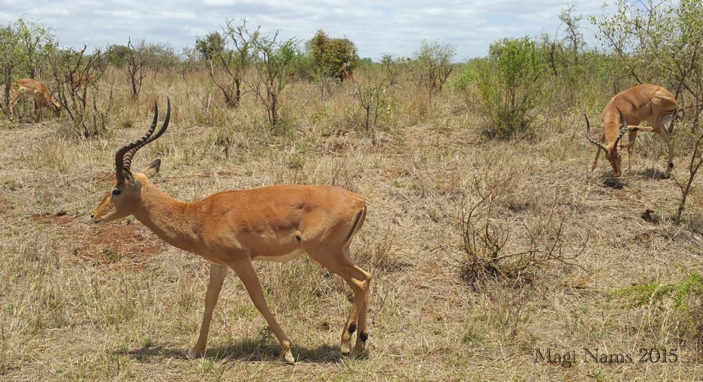 Six Months in South Africa: Kruger National Park: Impala (Aepyceros melampus) Rams, Kruger National Park (© Magi Nams)