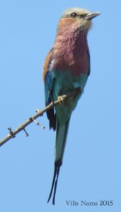 Six Months in South Africa: Kruger National Park: Lilac-breasted Roller (Coracias caudata) (© Vilis Nams)