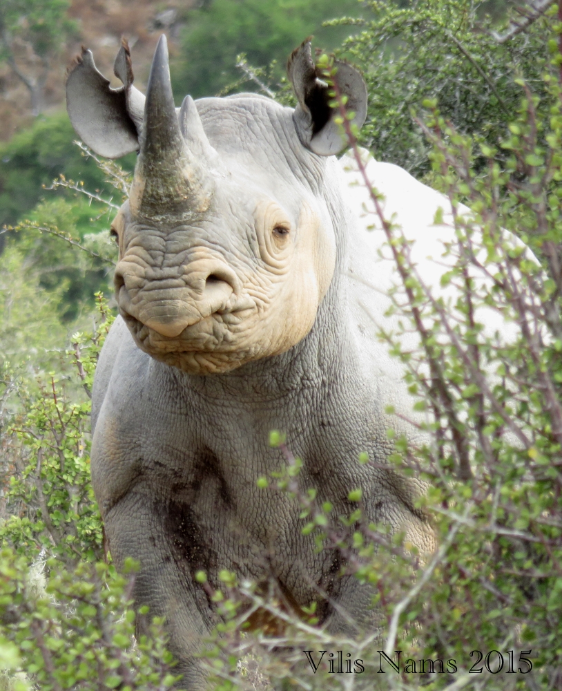 Six Months in South Africa: Great Fish River Reserve: Black Rhino (© Vilis Nams) 