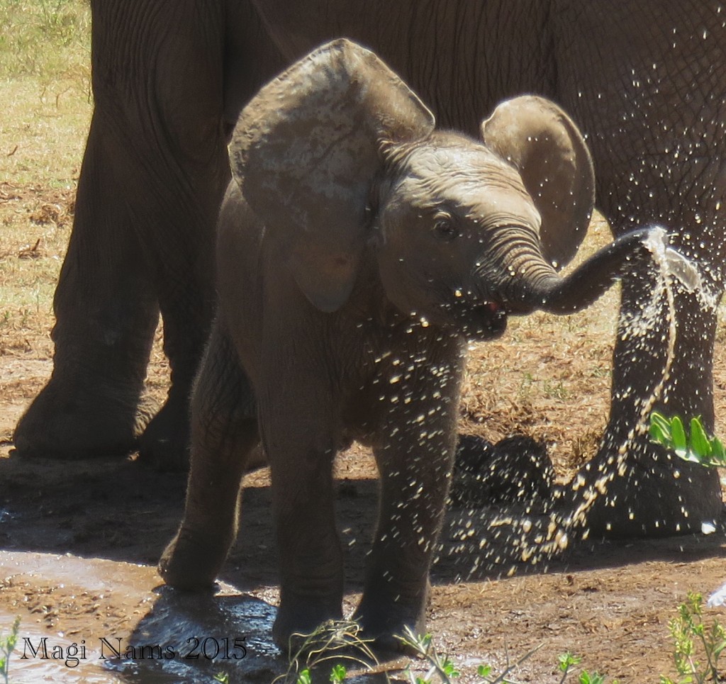 South African Summer to Canadian Winter – Big Change!: Baby Elephant (Loxodonta africana) at Play (© Magi Nams)