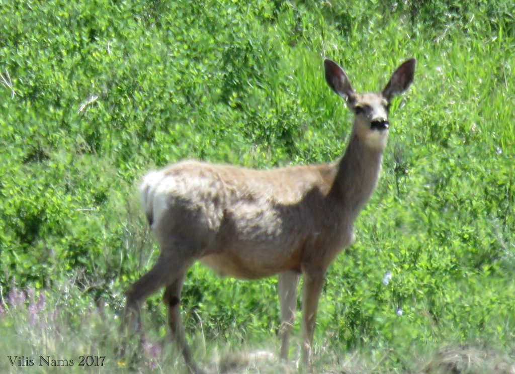 Hiking in Canada: Dry Island Buffalo Jump Provincial Park, Alberta: Mule deer doe (©Vilis Nams)