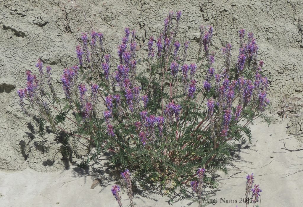 Hiking in Canada: Dry Island Buffalo Jump Provincial Park, Alberta: Two-grooved Milk-vetch (Astragalus bisulcatus) (©Magi Nams)