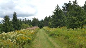 Hiking in Canada: Fundy National Park, New Brunswick: Wildflower Meadow on Matthew's Head Trail, Fundy National Park (© Magi Nams)