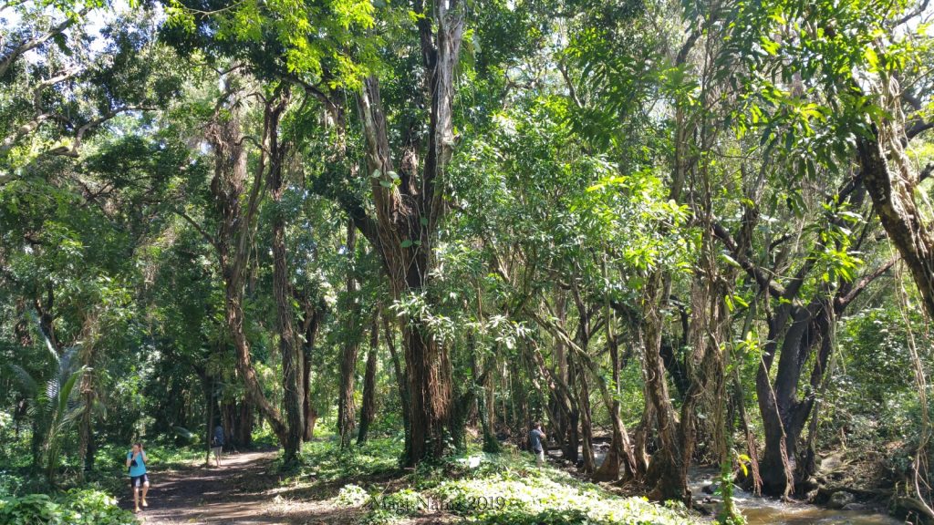 Honolua Jungle, The jungle on the pathway to Honolua Bay, mikebelgard@sbcglobal.net