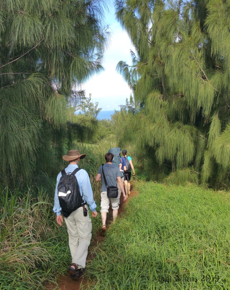 Hiking in America: Coastal West Maui, Hawai'i: Hiking past Ironwood Pines en route to Two-tiered Tide Pools of Honolua, Maui, Hawai'i (© Magi Nams)