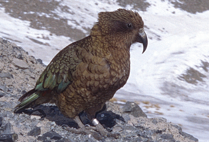Love Your Planet: Join in the Great Backyard Bird Count: Kea (Nestor notabilis), New Zealand (© Magi Nams)