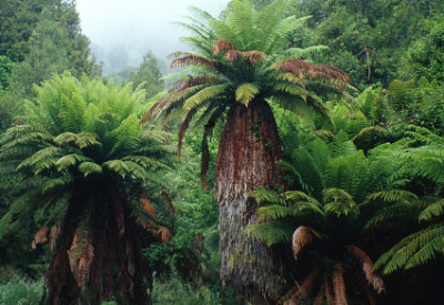 This Dark Sheltering Forest: Tree Ferns in Tongariro Forest Conservation Area, North Island, New Zealand (© Vilis Nams)