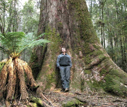 Exploring Faith: Building a Foundation for Unity Swamp Gum in Tasmania (© Magi Nams)